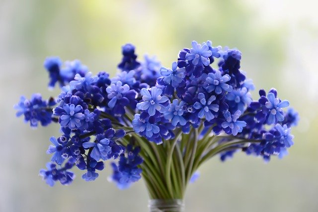 modrá kytice